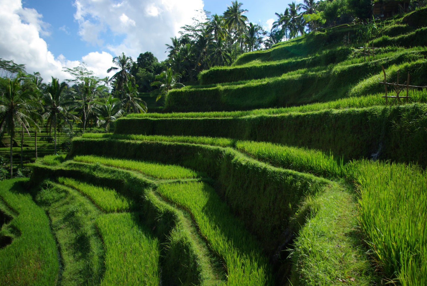 Central Bali – AndSheXplores